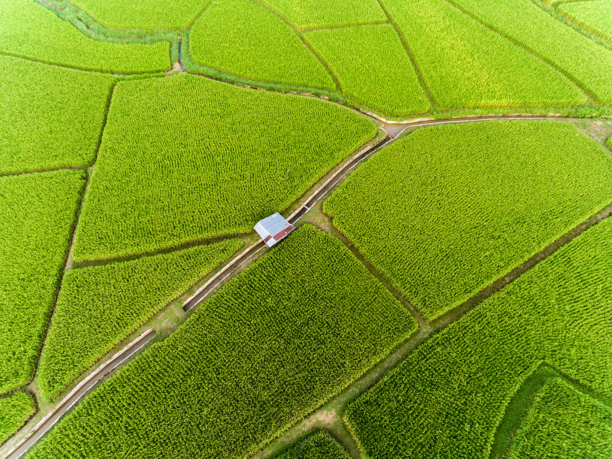 Rice farm Map, Bird Eye View