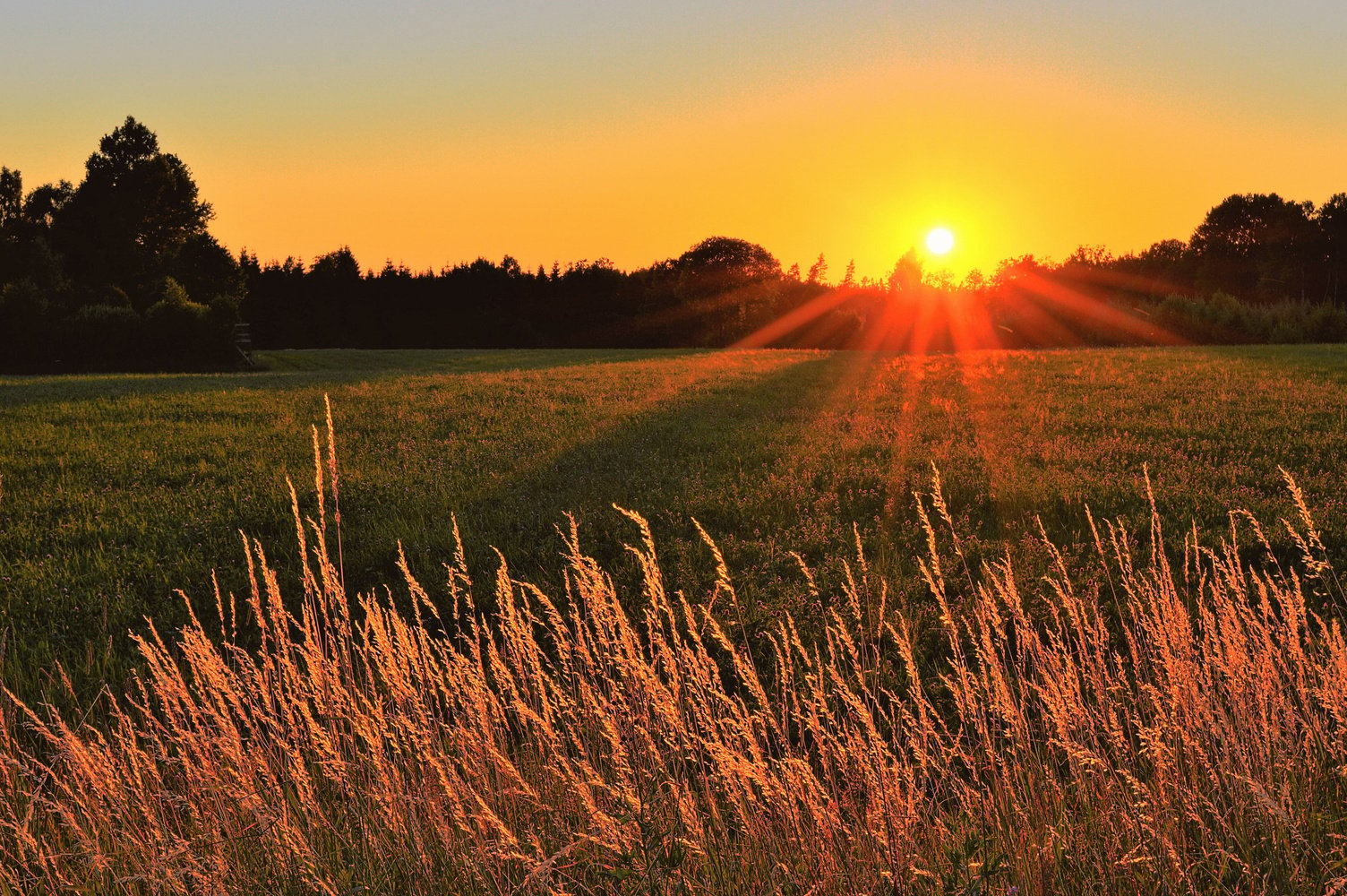 Sunray Across Green Grass Field